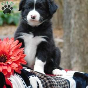 Carley, Border Collie Puppy
